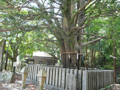 熊野速玉大社樹齢七百年のなぎの木